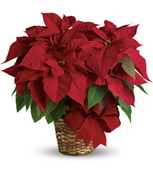 Red Poinsettia from Kinsch Village Florist, flower shop in Palatine, IL